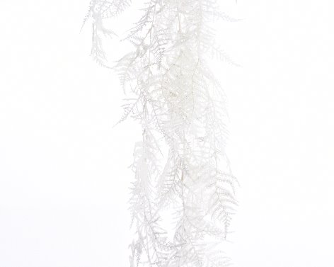 ESPARRAGUERA MANOJ.PURP.105CM