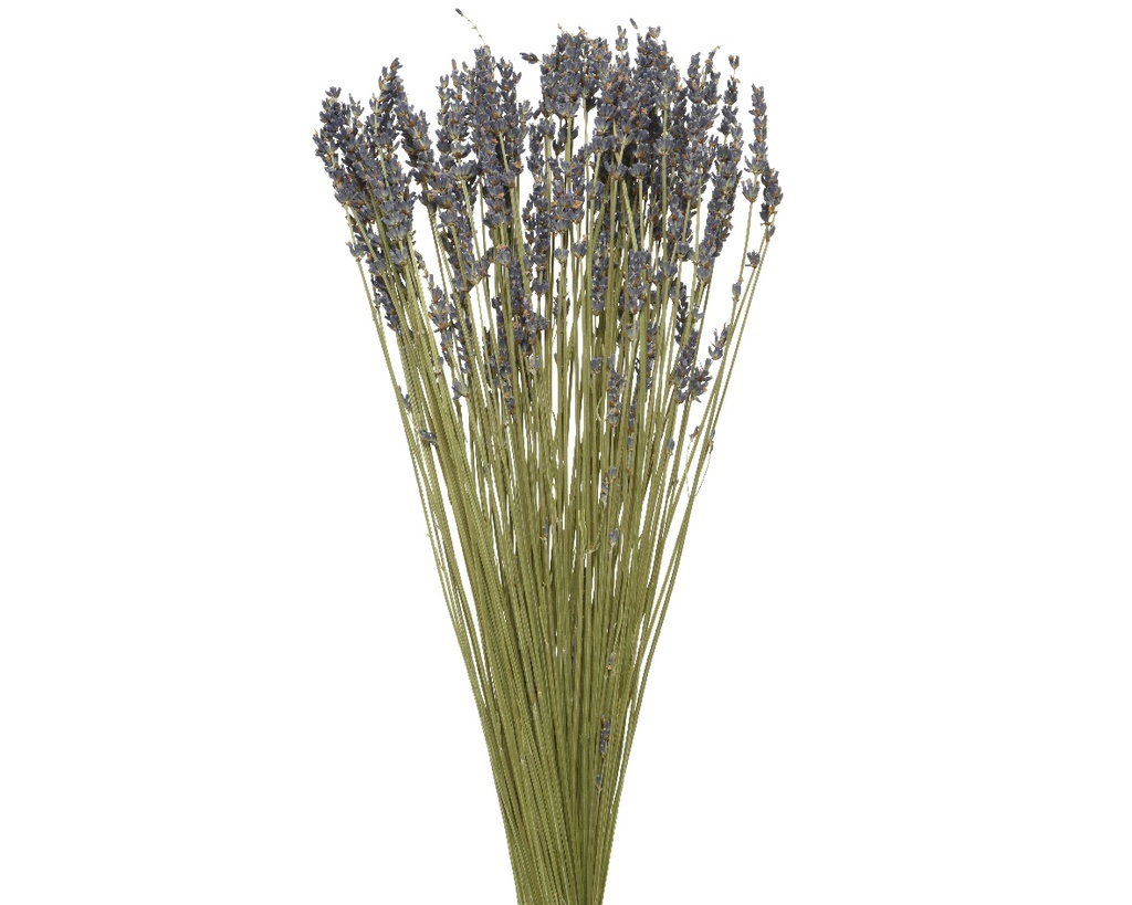 LAVENDER DRIED FLOWER DIA12-H50CM