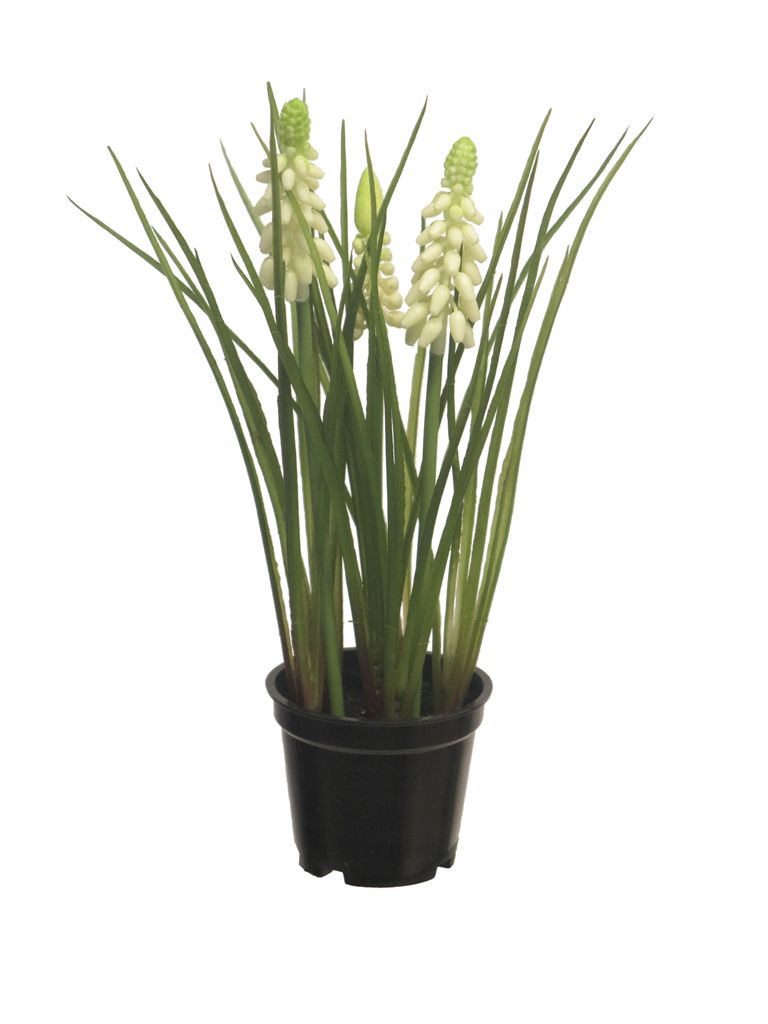 MUSCARI X3 MACETA NEGRA- COLOR CREMA - 23CM