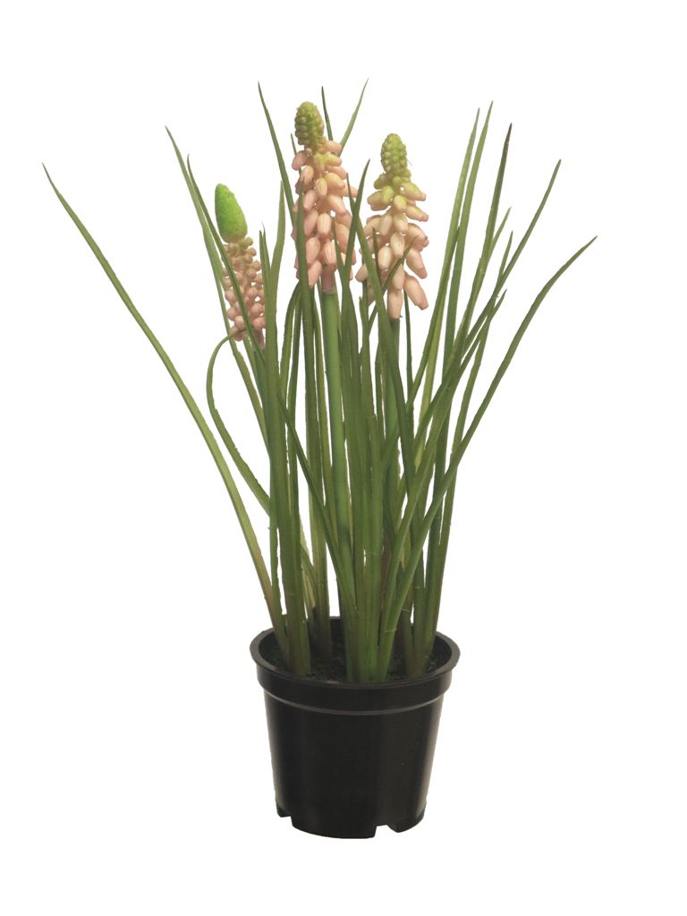 ***MUSCARI X3 W/BLACK POT PINK 23CM
