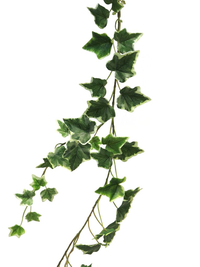 (Best) Ivy Chicago garland variegated 180cm (98 lvs)