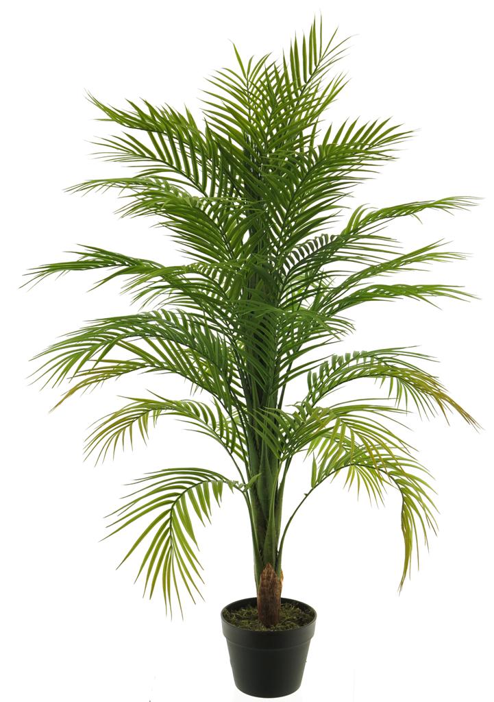 (Best) Areca palm in pot green 120cm