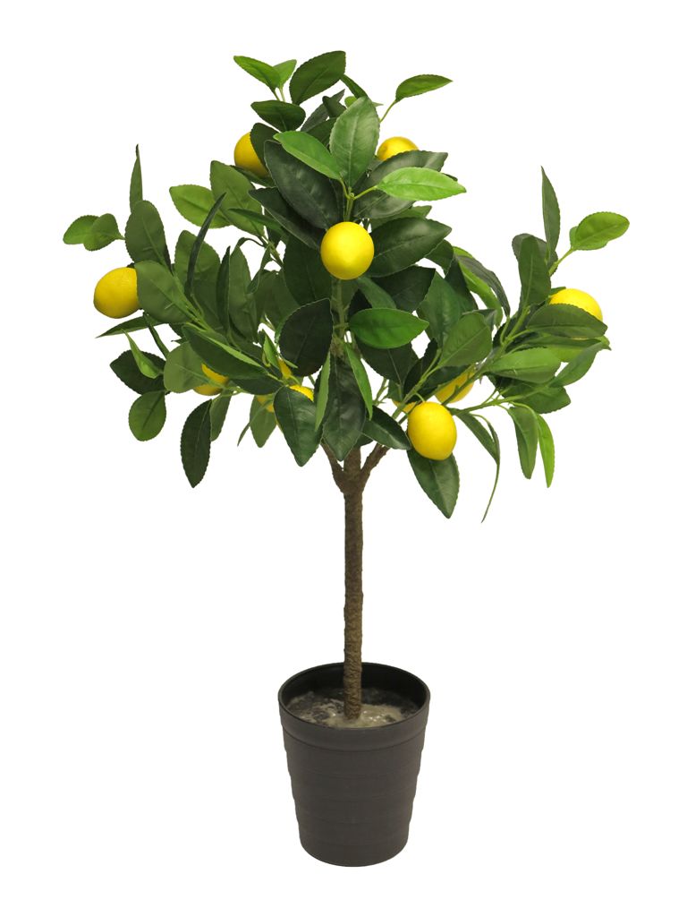 (Best) Lemon tree 70cm (12 lemons)