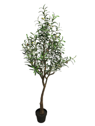 [12-60313-1] (Best) Olive tree Charlotte green 150cm