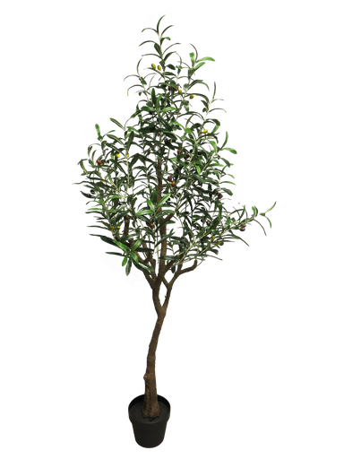 [12-60313-1] (Best) Olive tree Charlotte green 150cm