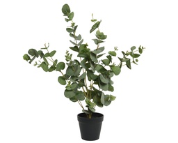 [4-800457] EUCALYPTUS EN POT - L30-W30-H60cm