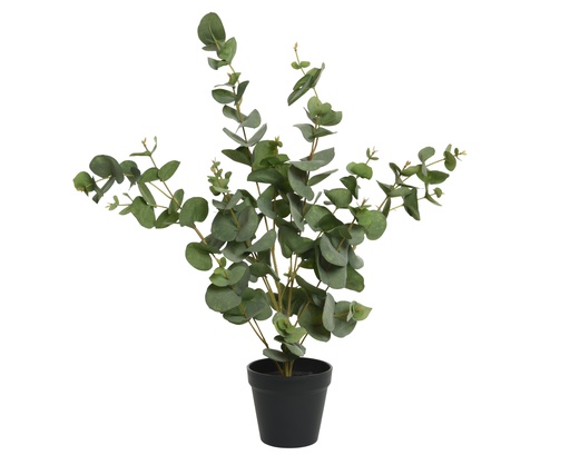 [4-800457] EUCALIPTO EN MACETA -L30-W30-H60CM -