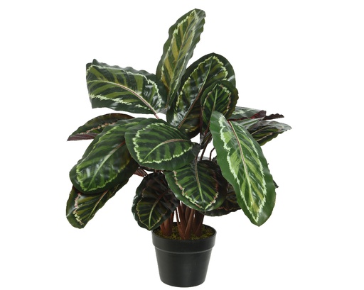[4-800999] ***CALATHEA PLASTIC L61-W61-H69cm