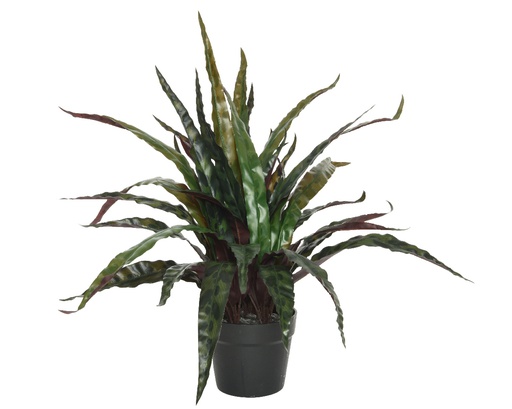 [4-801117] CALATHEA EN MACETA - L84-W84-H46CM