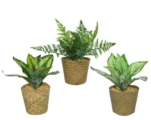 [4-801913] PLANTITA EN MACETA - L11-W11-H18cm - 3 TIPOS DE HOJAS - PRECIO UNIDAD