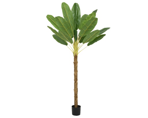 [4-804352] ***BANANA PLANT PE L120-W100-H180cm