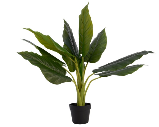 STRELITZIA EN MACETA - L75-W75-H80cm