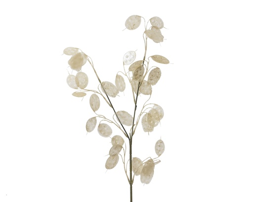 [4-220177] RAMA LUNARIA - COLOR PERLA -  L20.00-W7.00-H76.00cm