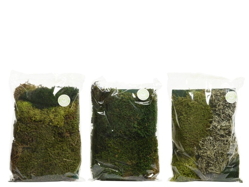 [4-700047] ***MOSS NATURAL GREEN L18.00-W4.00-H22.00cm