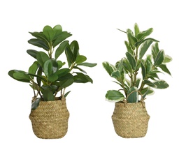 [4-800054] ***PLANT PLASTIC GREEN/COLOUR(S) L25.00-W25.00-H35.00cm