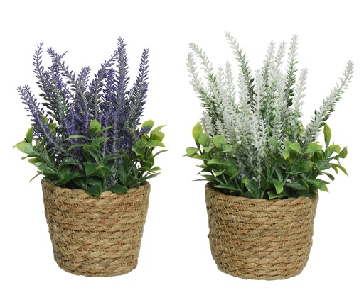 [4-804958] LAVANDA EN MACETA NATURAL - 2 COLORES - PRECIO UNIDAD - dia12.00-H26.00cm