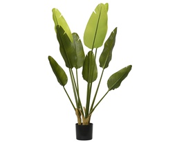 [4-808458] ***STRELITZIA PE GREEN dia40.00-H120.00cm