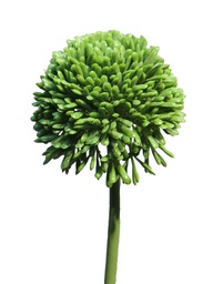 [12-11648-1] (Best) Allium globemaster green small 44cm