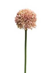 [12-11648-7] (Best) Allium globemaster pink small 44cm