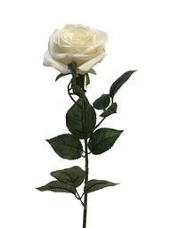 [12-12172-0] (Best) Rosa Dijon cream 64cm
