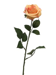 [12-12172-4] (Best) Rosa Dijon peach 64cm