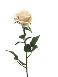 [12-12172-7] (Best) Rosa Dijon light pink 64cm