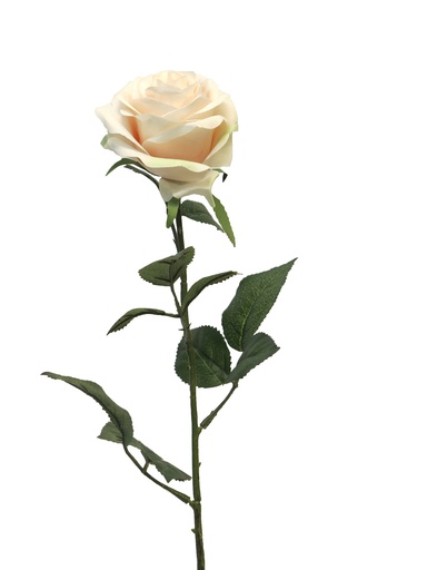 [12-12172-7] (Best) Rosa Dijon light pink 64cm