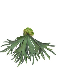 [12-51232-1] (Best) Platycerium large green 60cm
