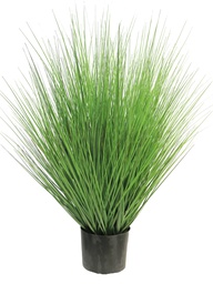 [12-51330-1] (Best) King festuca green in pot 91cm