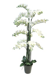 [12-51340-0] (Best) ORCHIDEE EN POT (x13) - BLANC - 140cm