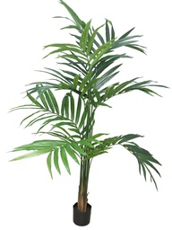 [12-60261-1] (Best) Kentia palm Alton w/pot 180cm