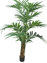[12-60262-1] (Best) Kentia palm Alton w/pot 210cm