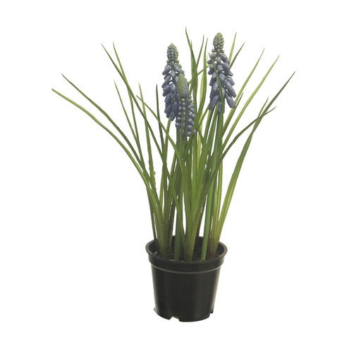 [12-92060-4] MUSCARI X3 MACETA NEGRA AZUL23CM