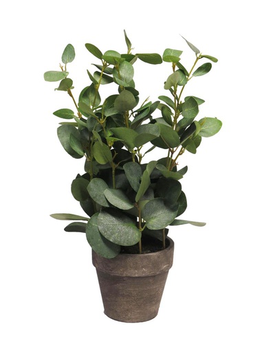 [12-51550-1] EUCALYPTUS ARBUSTO EN MACETA-38 CM-COLOR VERDE
