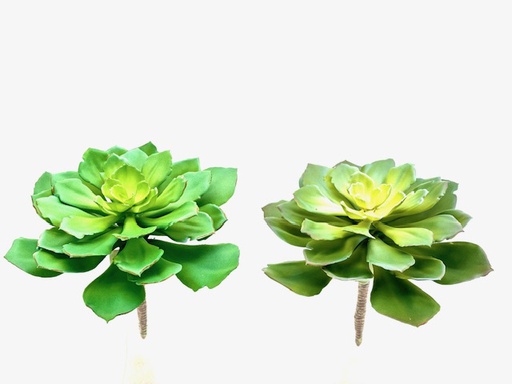 [DHG-383839916576] ***11" 2-ASST SUCCULENT PICK