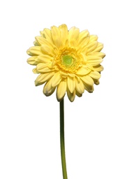 [12-12268-2] (Best) Gerbera Nice yellow 48cm