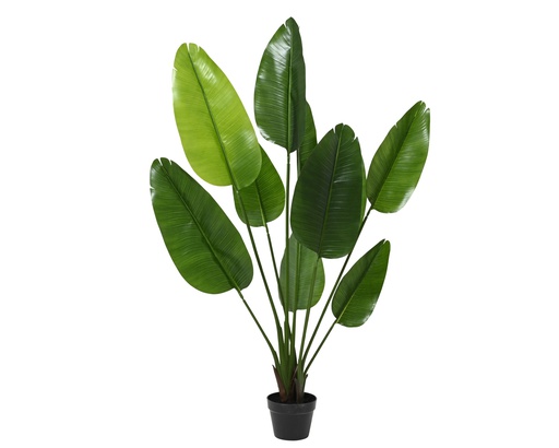 [4-835088] STRELITZIA EN POT - 10 FEUILLES - dia70.00-H150.00cm