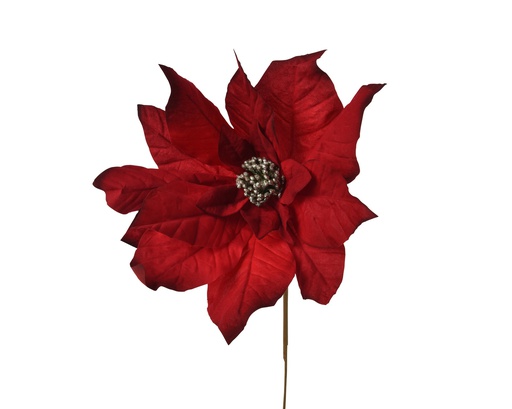 [4-724364] BRANCHE DE POINSETTIA - GRENAT - W37.00-H63.00cm