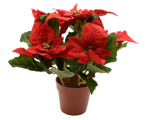 [4-627876] ***POINSETTIA POLYESTER CHRISTMAS RED L0.30-W0.30-H27.00cm