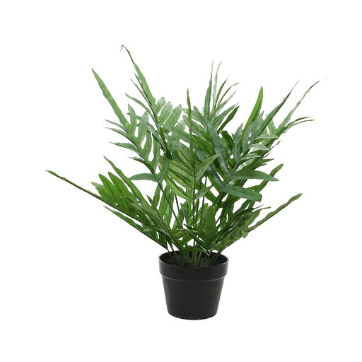 [4-801113] PHLEBODIUM E/MACETA D63X54CM