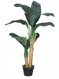 [12-51288-1] (Best) Banana tree in pot 120cm