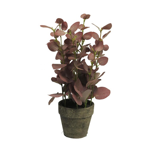 [12-51550-3] EUCALYPTUS ARBUSTO EN MACETA-38 CM-COLOR ROJIZO