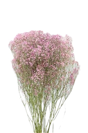 [HBX-312101422] MANOJO PANICULATA SECA-ROSA