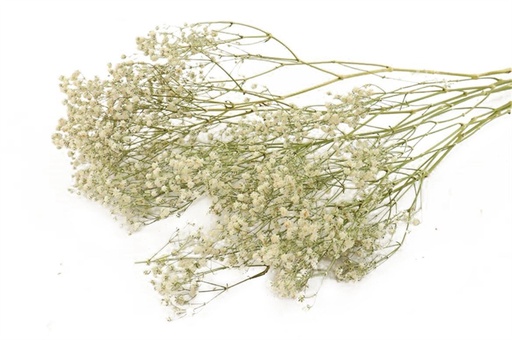 [HBX-312001073] ***Bunch Gypsophila Slv