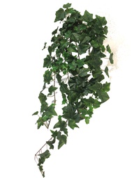 [12-31001-1] (Best) Ivy Chicago hanger L green 86cm (203 lvs)