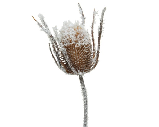 [4-220664] FLOR NEVADA - 74CM