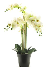 [12-51342-0] (Best) RT Phalaenopsis Bora x5 in pot 60cm white