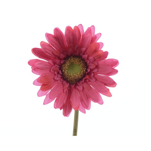 [4-802235_ARCH] GERBERA. 50CM. FUCSIA.  UD