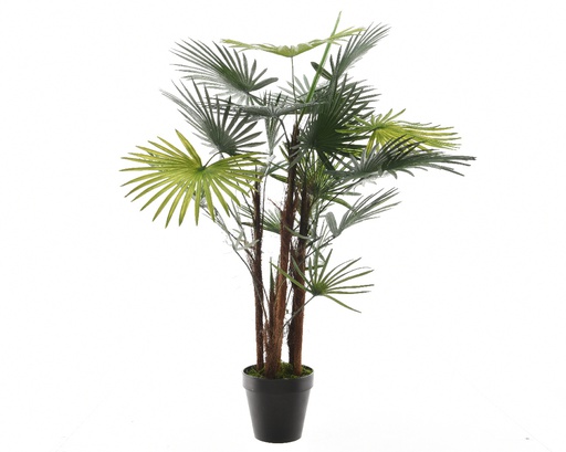 [4-802143] PALMERA EXCELSA E/MACETA 90CM