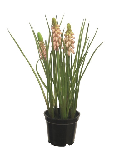 [12-92060-7] ***MUSCARI X3 W/BLACK POT PINK 23CM
